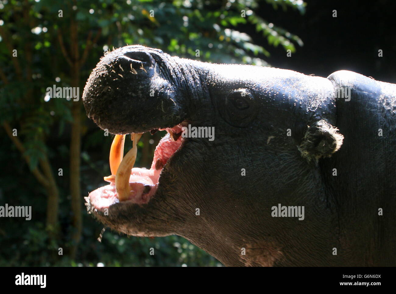 Bellowing West African Pygmy hippopotamus (Hexaprotodon liberiensis, Choeropsis liberiensis) Stock Photo