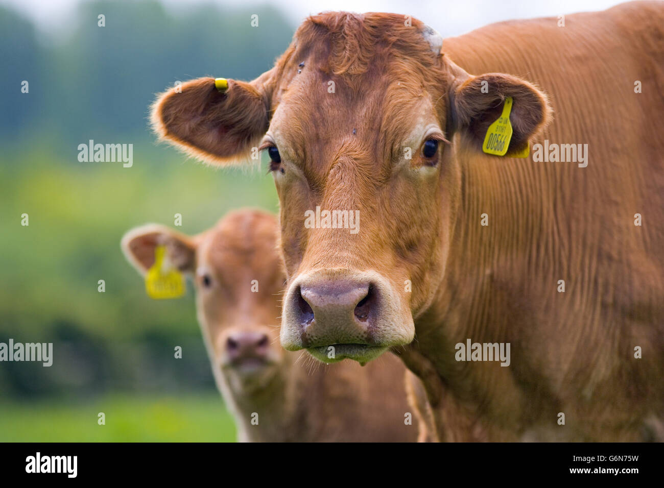 Beef Calves in Buttercup Meadow Tring Hertfordshire Stock Photo Alamy