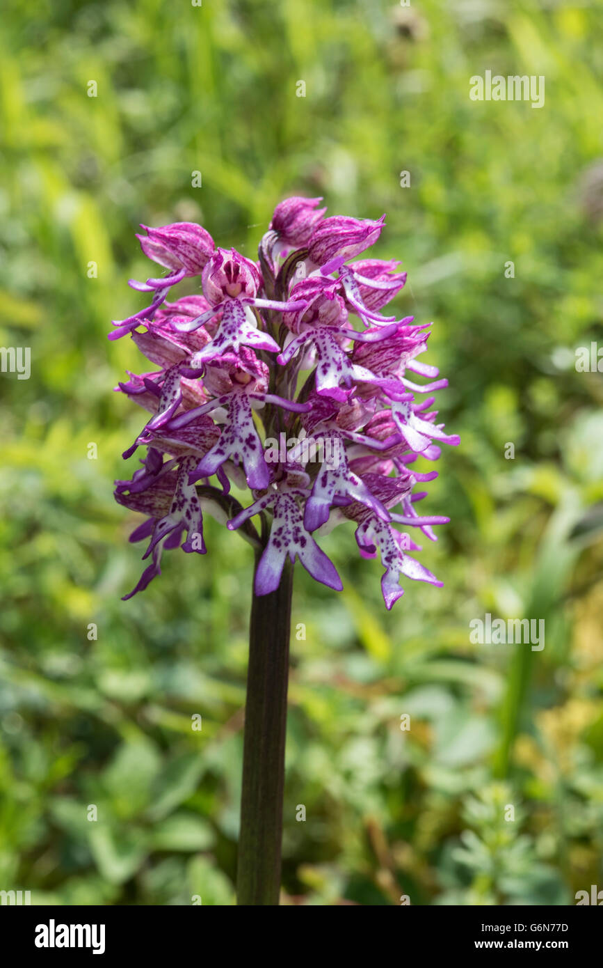 Hybrid of Monkey and Lady Orchid, Orchis simia x O. purpurea = O. x angusticruris, Oxfordshire, UK. June. Stock Photo