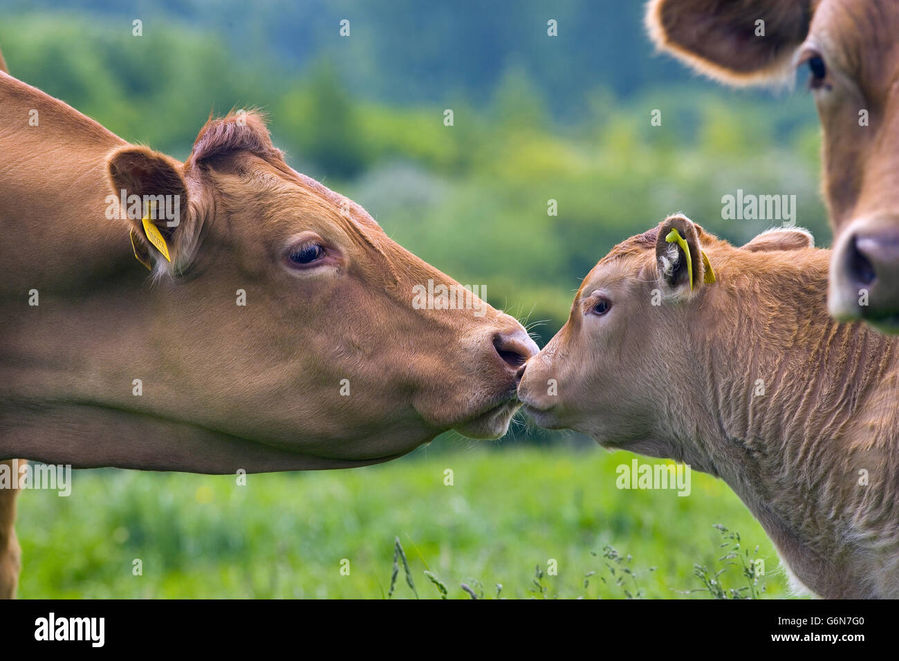 Beef Calves in Buttercup Meadow Tring Hertfordshire Stock Photo Alamy