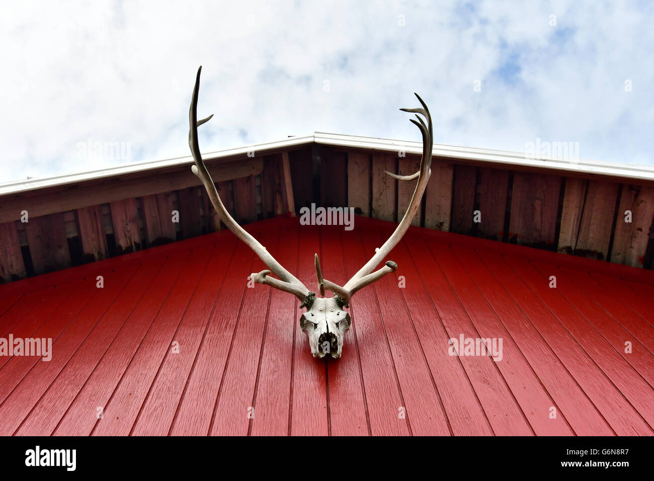 Iceland, deer antler hanging at red facade of frame house Stock Photo