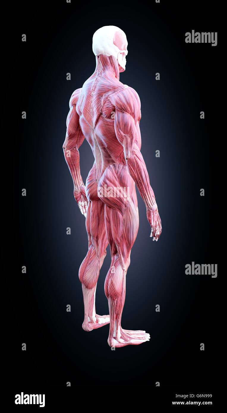 Male Chest Anatomy High Resolution Stock Photography and Images - Alamy