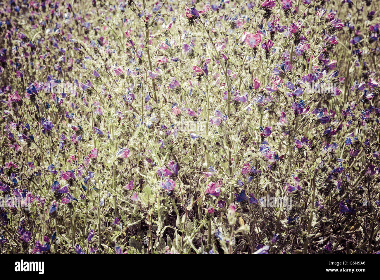 background blue wild flowers scene Stock Photo