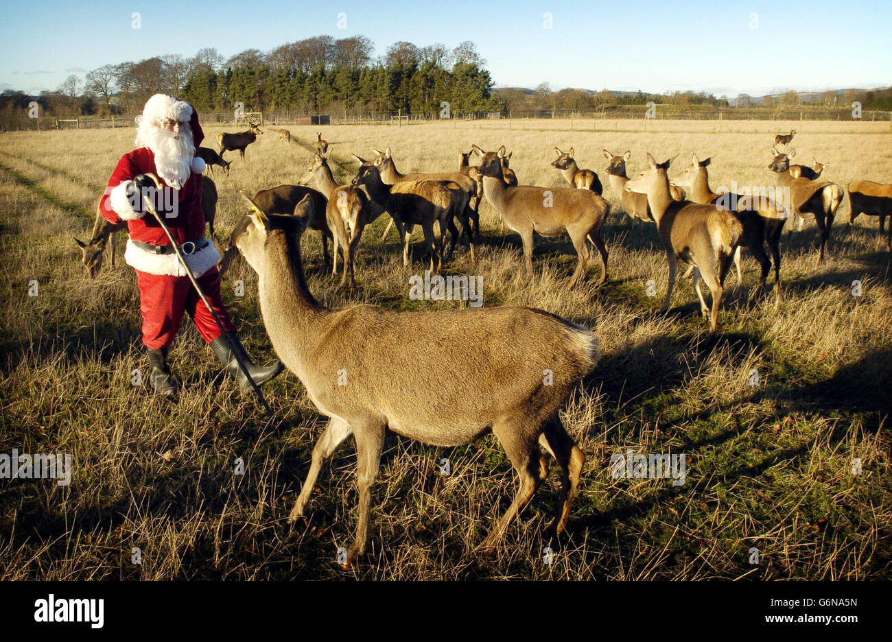 Park keeper Graeme Taylor dressed as Santa Claus feeding deer at the Scottish Deer Centre, in the Bow of Fife, near St Andrews. Stock Photo