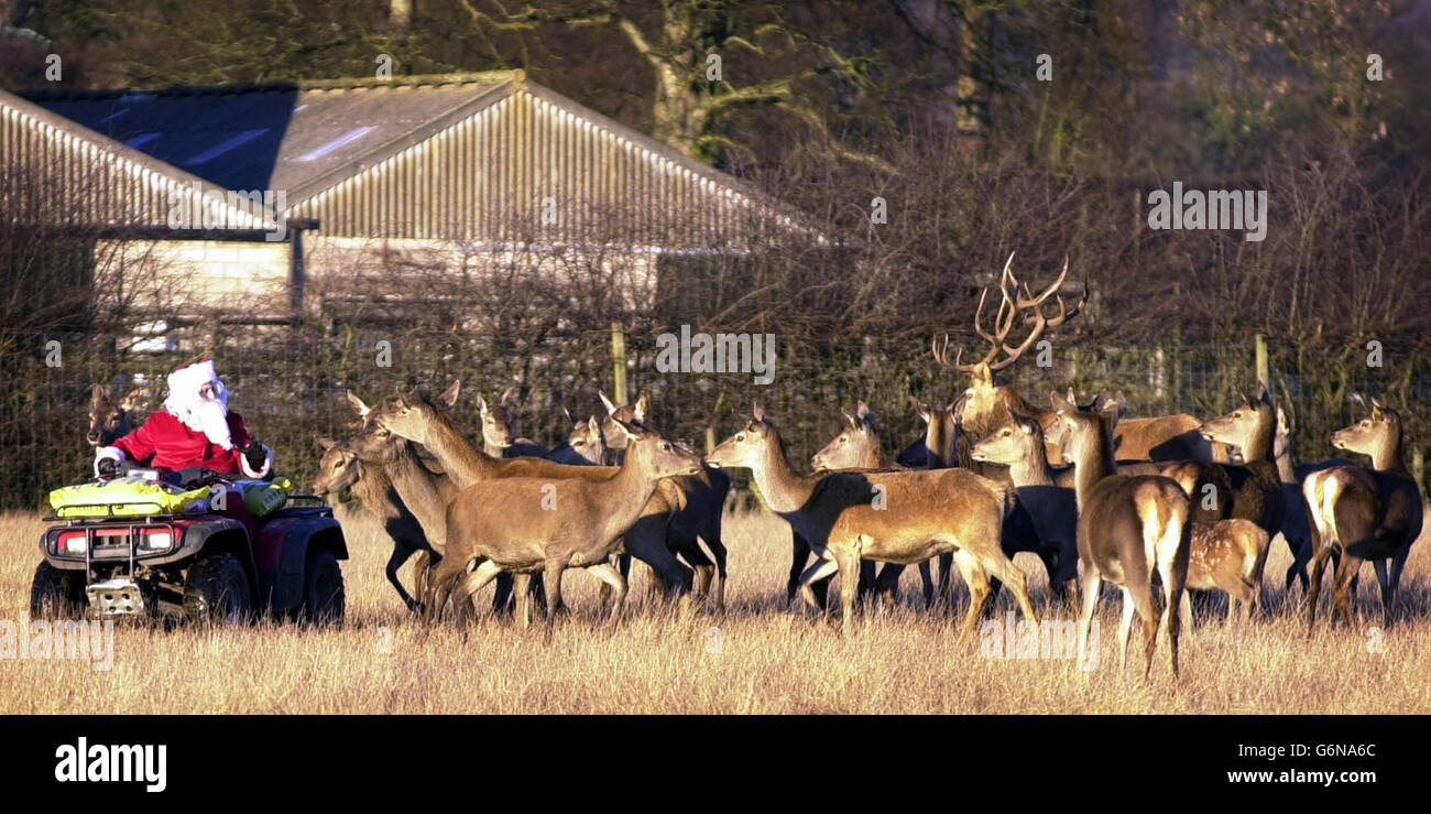 Park keeper Graeme Taylor dressed as Santa Claus with deer at the