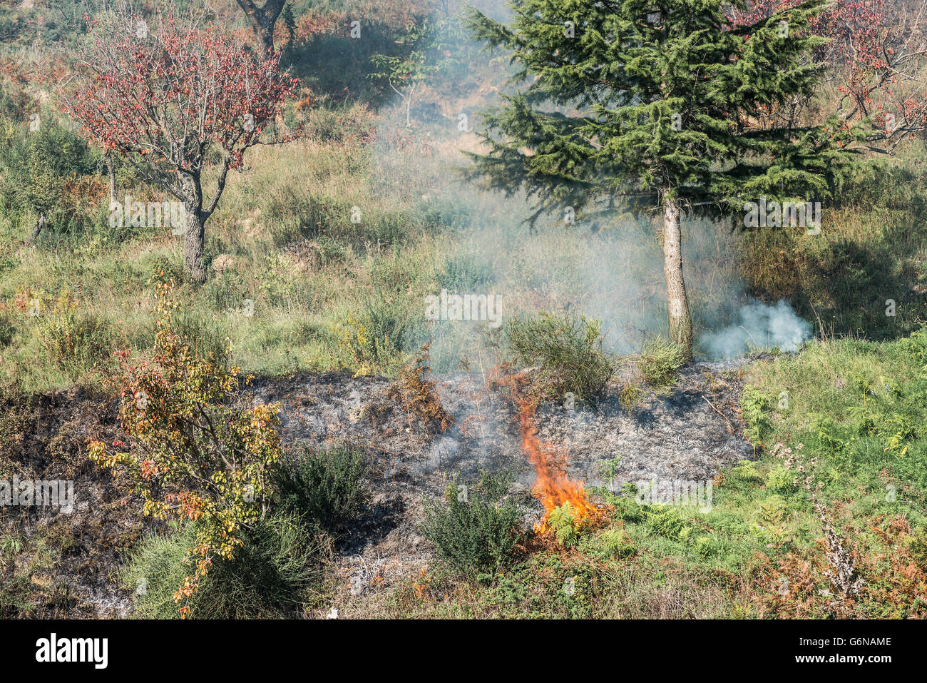 Sicily, Provincia di Messina, traditional forest fire Stock Photo