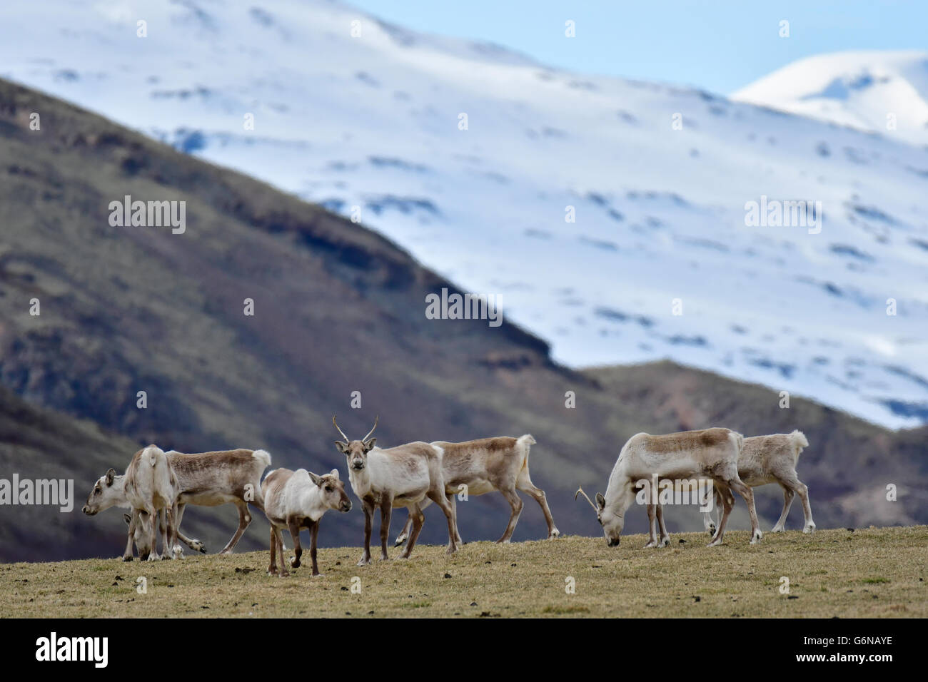 Iceland, herd of reindeers Stock Photo