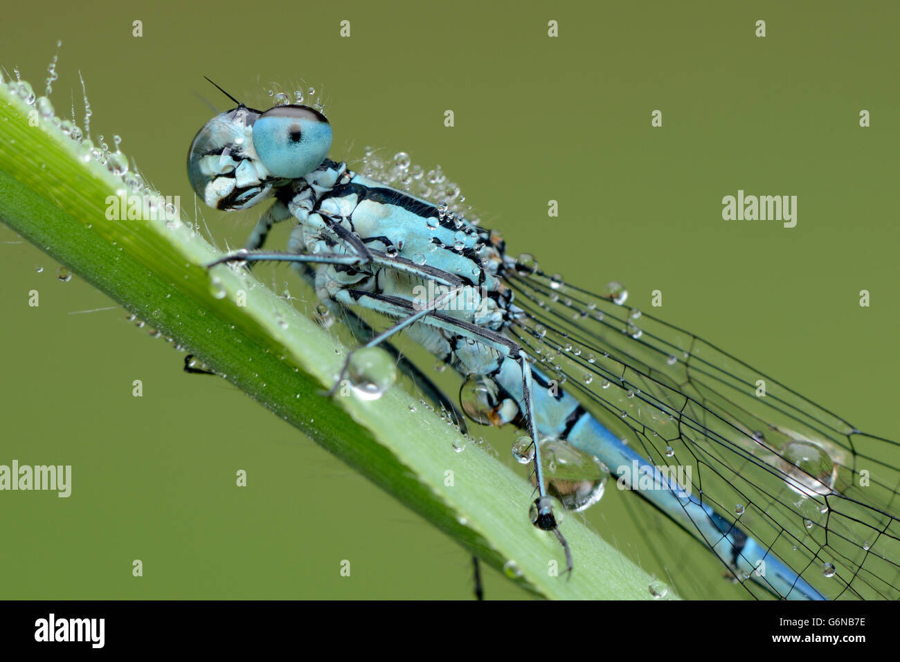 Wet Azure damselfly on blade of grass Stock Photo - Alamy