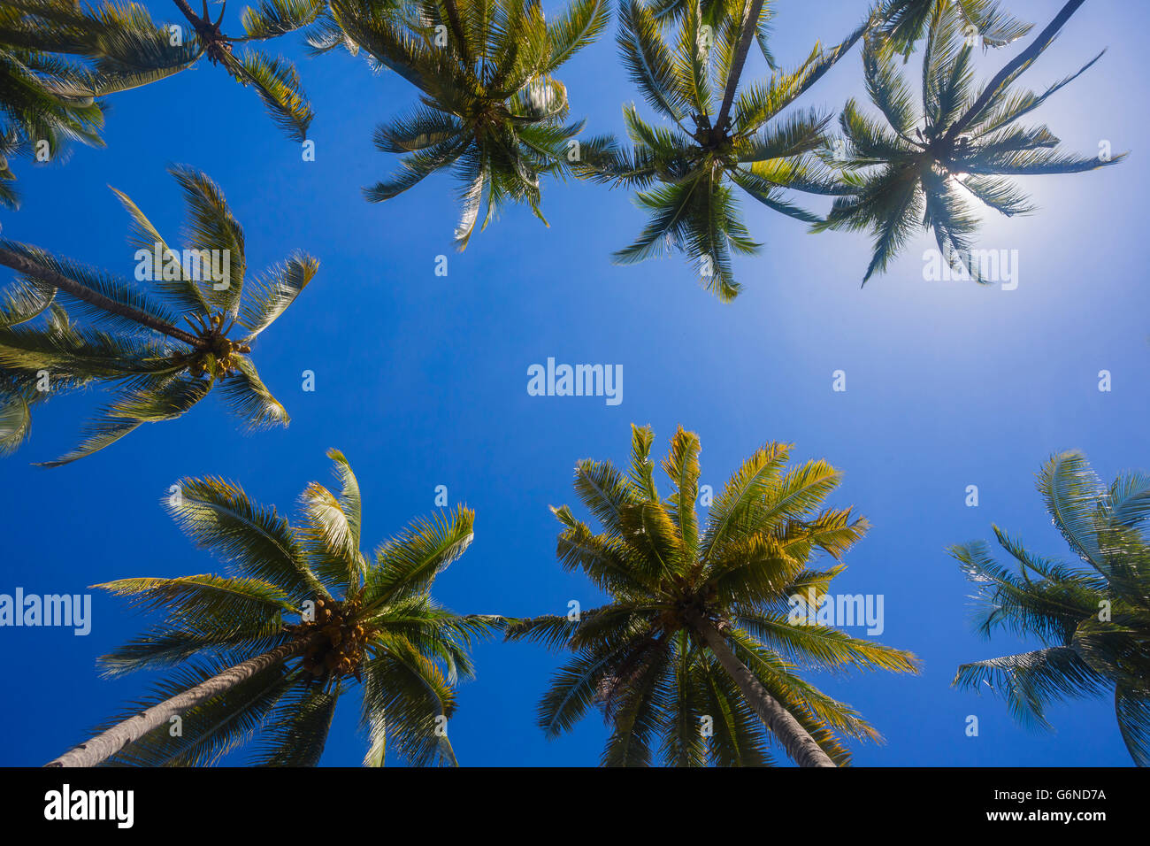 Sun and palm trees hi-res stock photography and images - Alamy