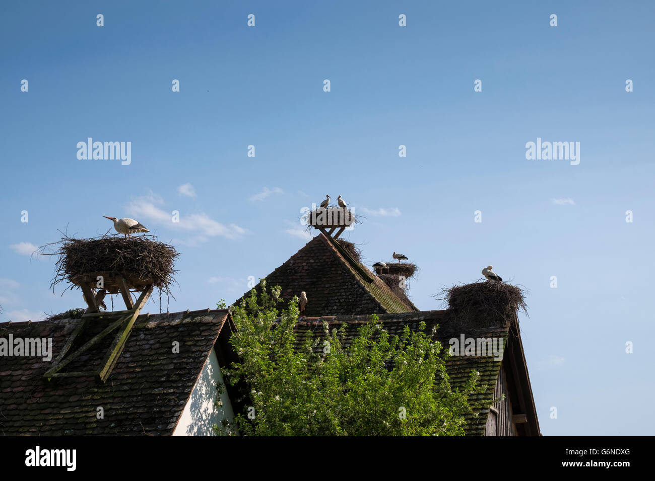 Colony breeding bird hi-res stock photography and images - Alamy
