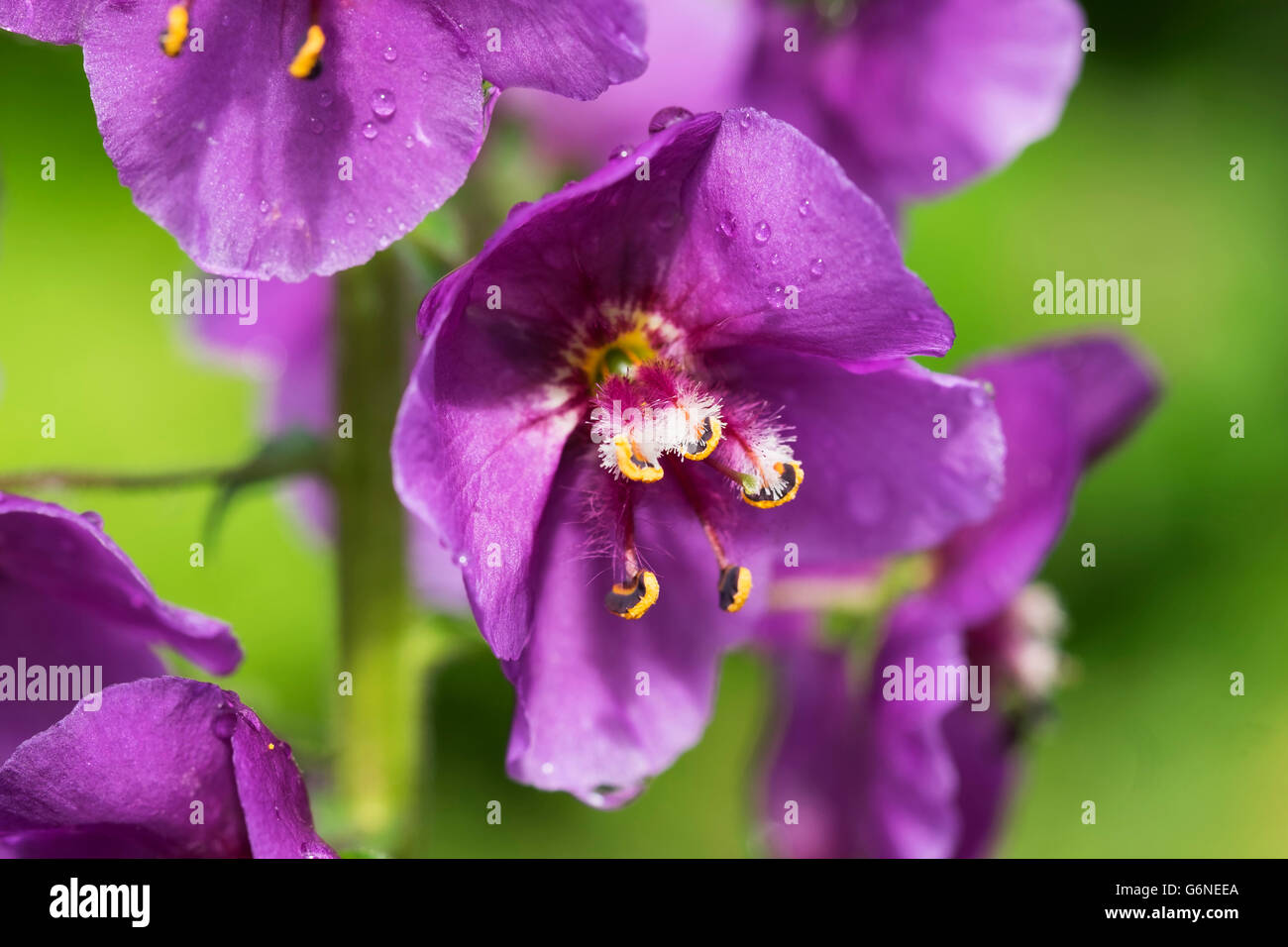 Purple mullein, Verbascum phoeniceum Stock Photo