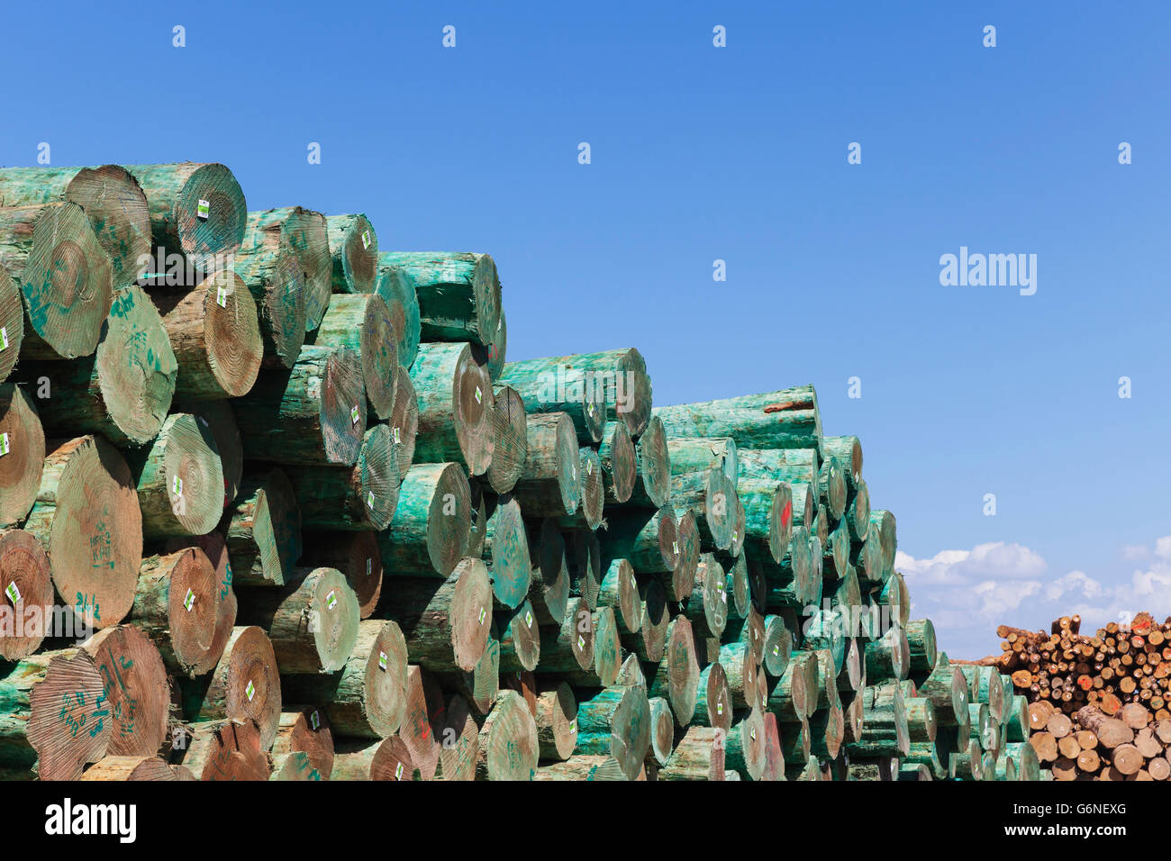 New Zealand, North Island, Gisborne, Industrial Harbour, Timber