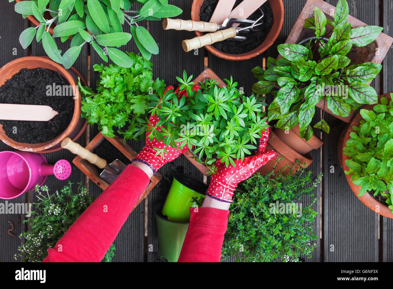 Gardening, potting medicinal and kitchen plants Stock Photo Alamy