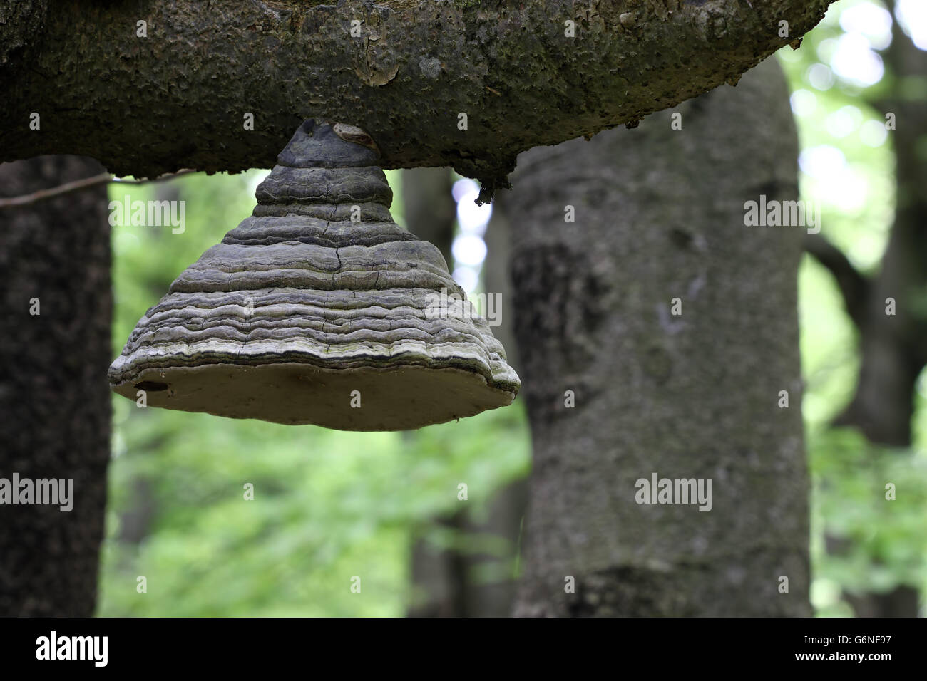 Bizarre polypore on the branch of an old beech tree Stock Photo