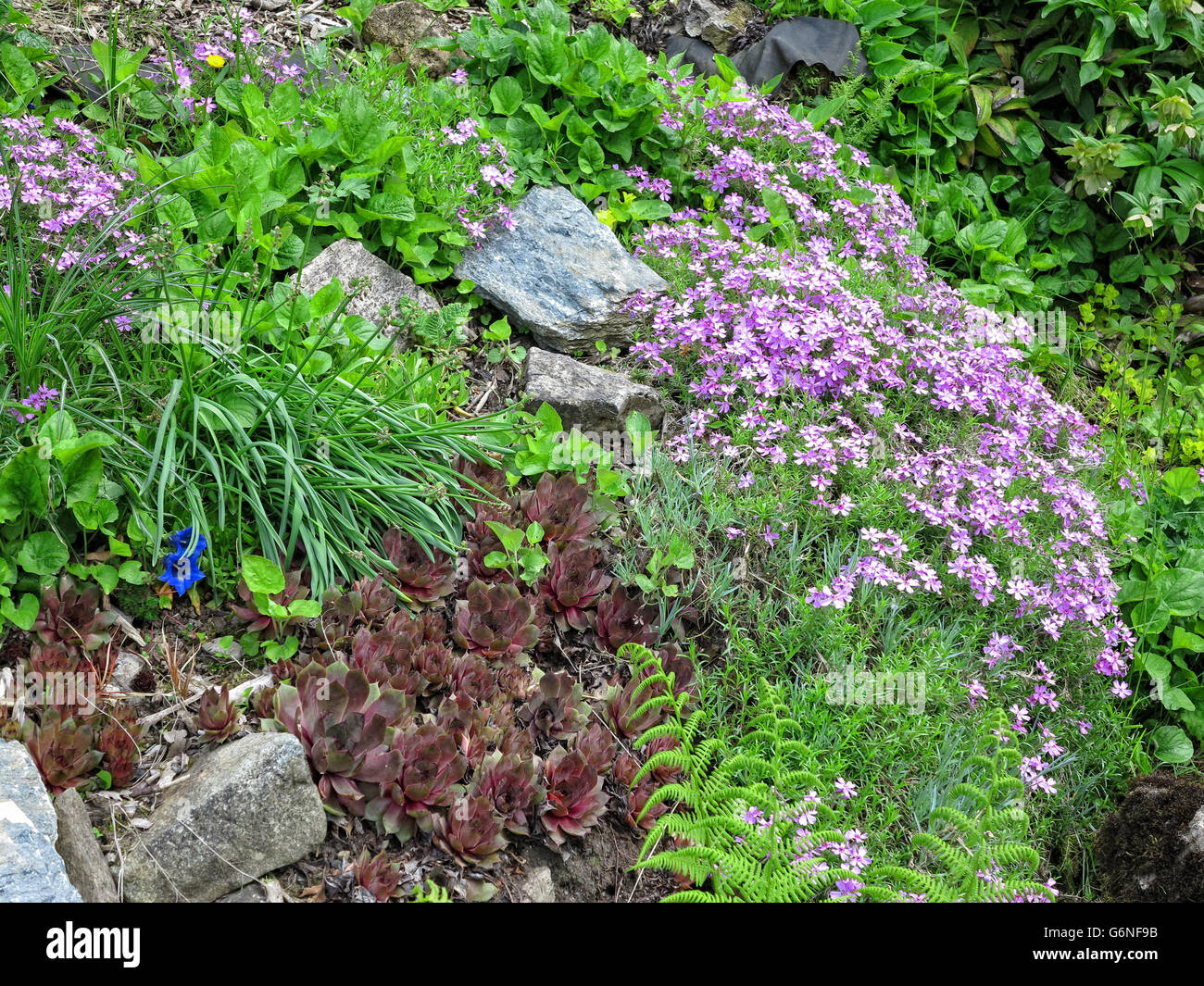 Houseleek and other plants in the rock garden Stock Photo