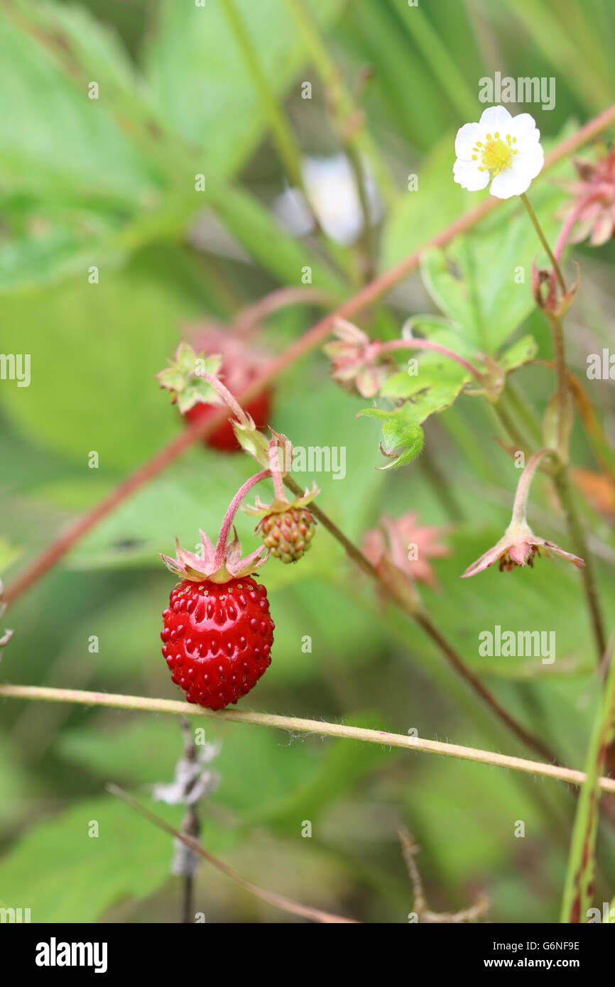 Forest products - wild strawberries Stock Photo - Alamy