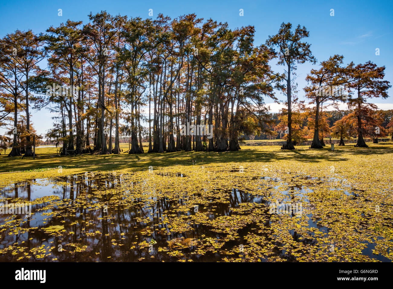 Cypress tree lake hires stock photography and images Alamy