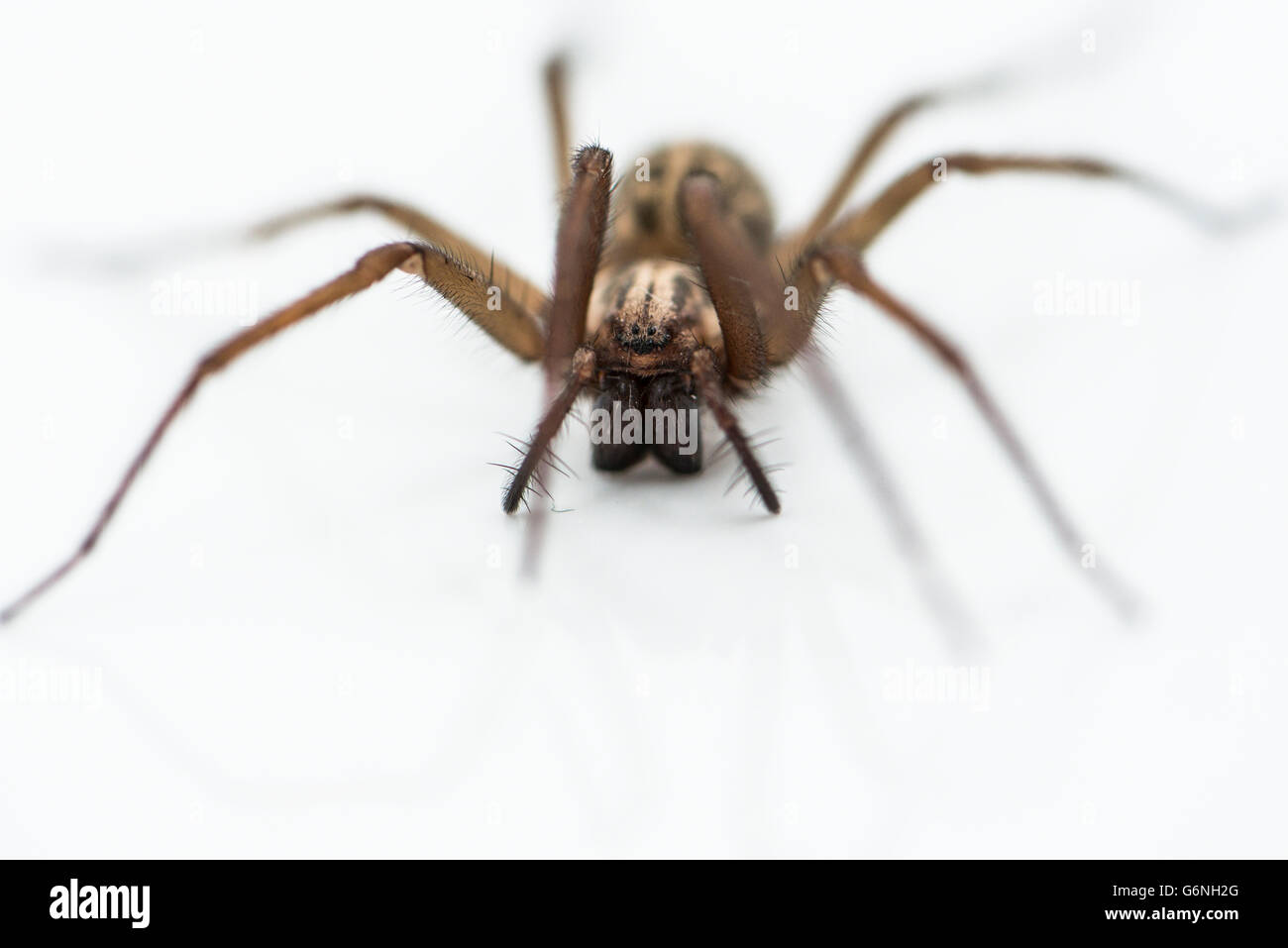 A giant house spider (Eratigena atrica) Stock Photo