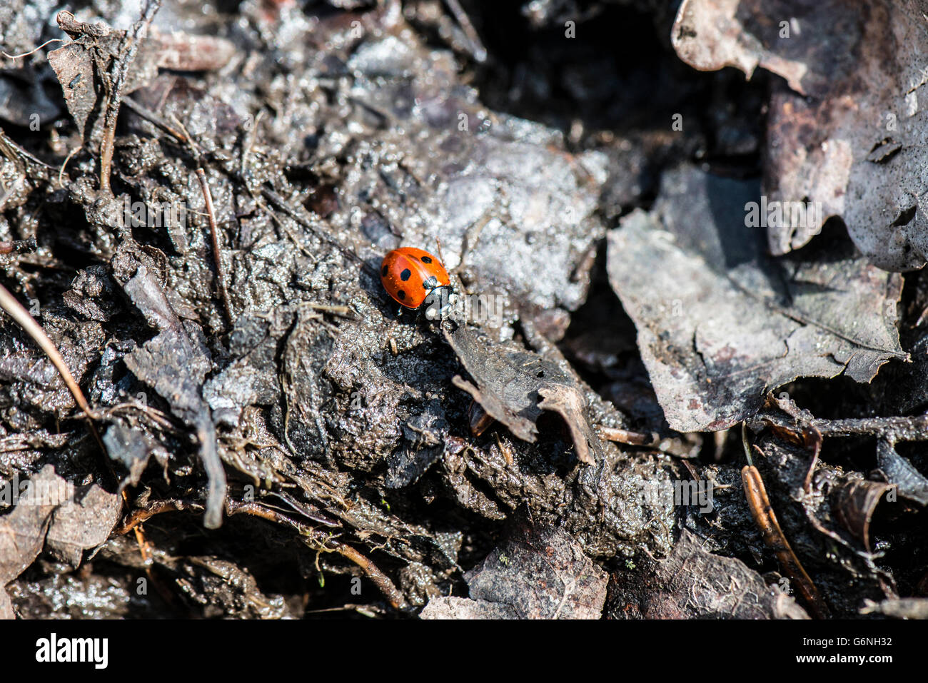 A seven-spot ladybird (Coccinella septempunctata) in leaf mulch Stock Photo