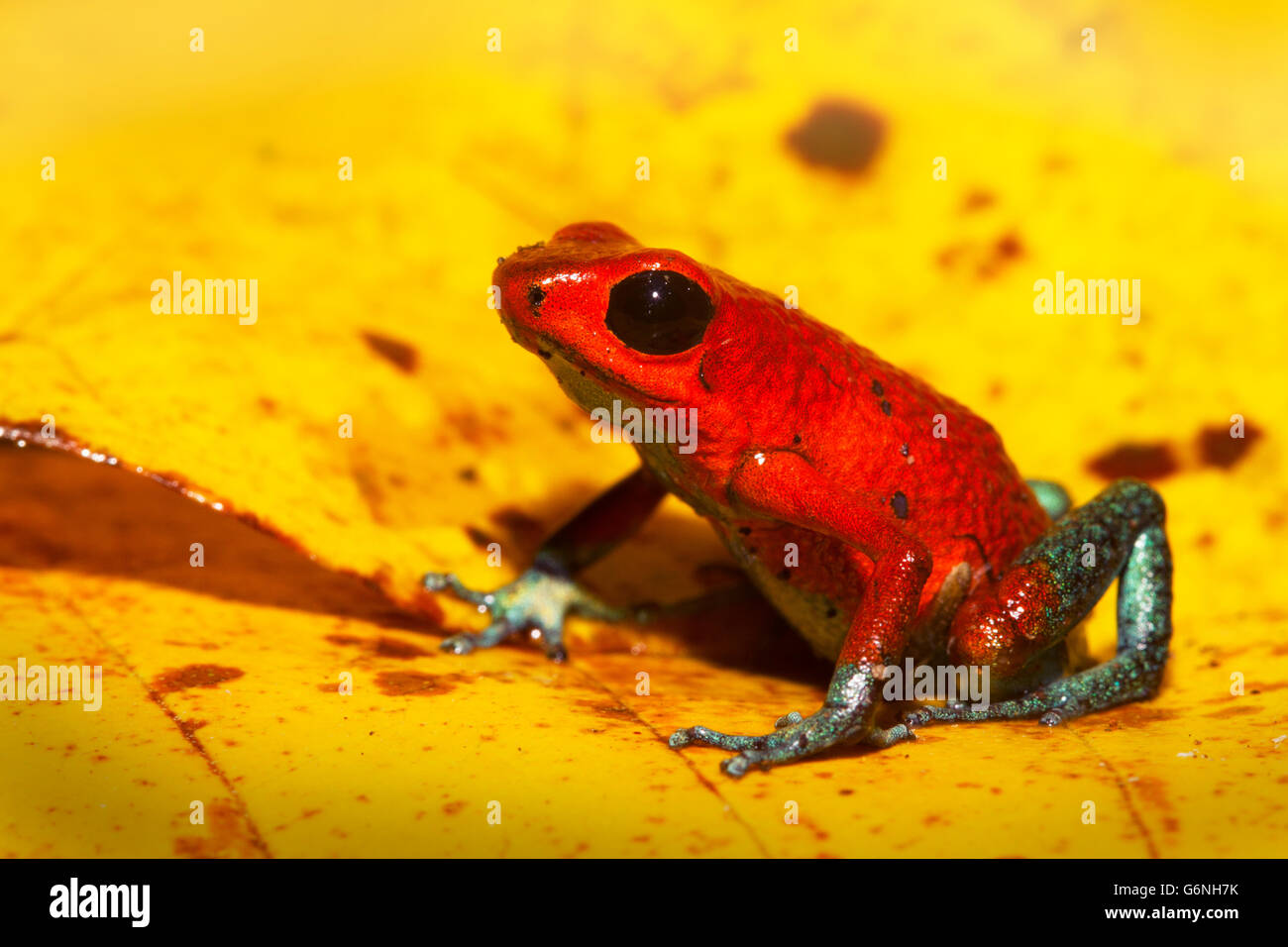 Poison dart frog in the tropics on yellow leaf (Oophaga granulifera) Stock Photo