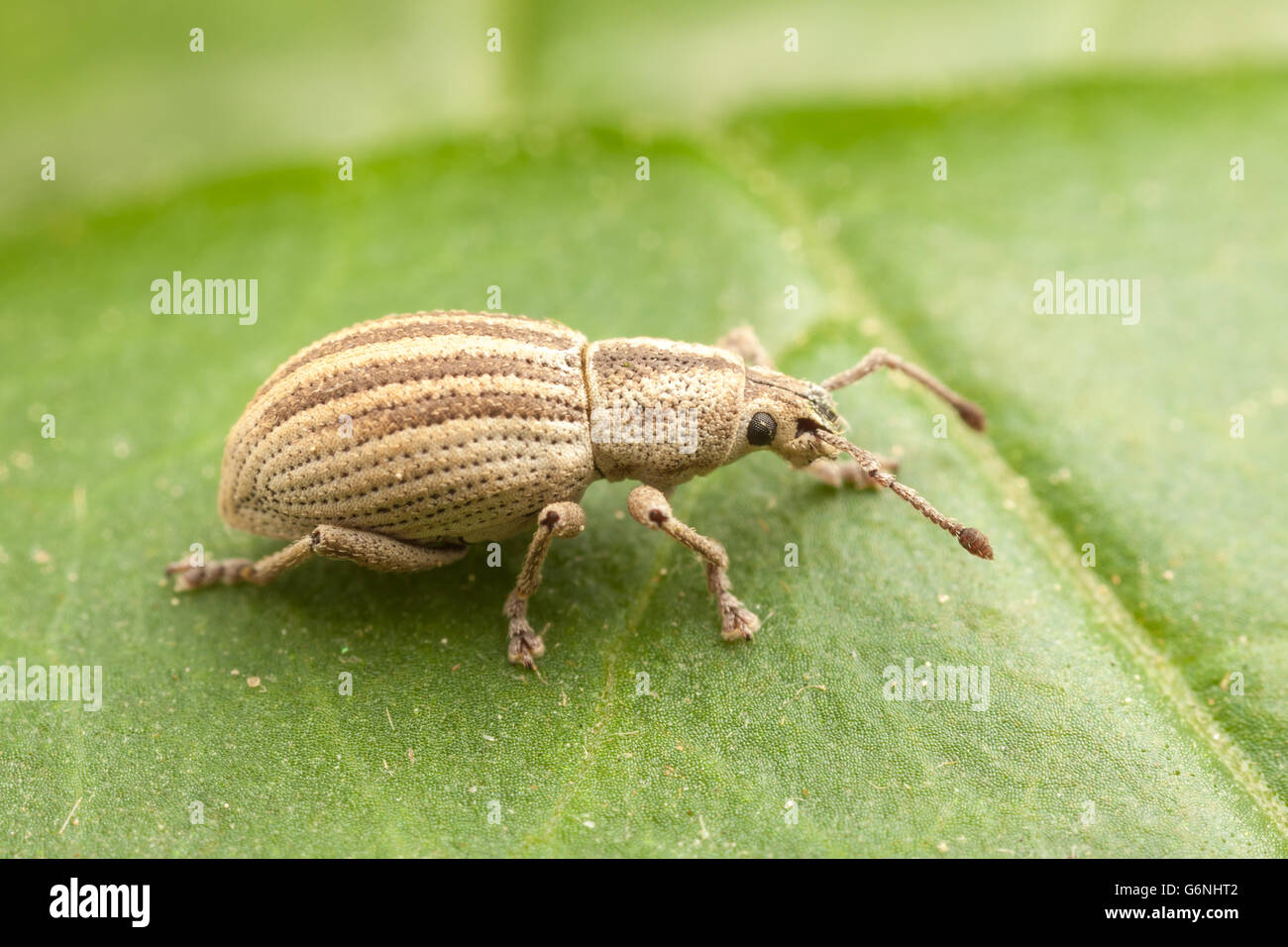 A Broad-nosed Weevil (Aphrastus taeniatus) perches on a leaf. Stock Photo