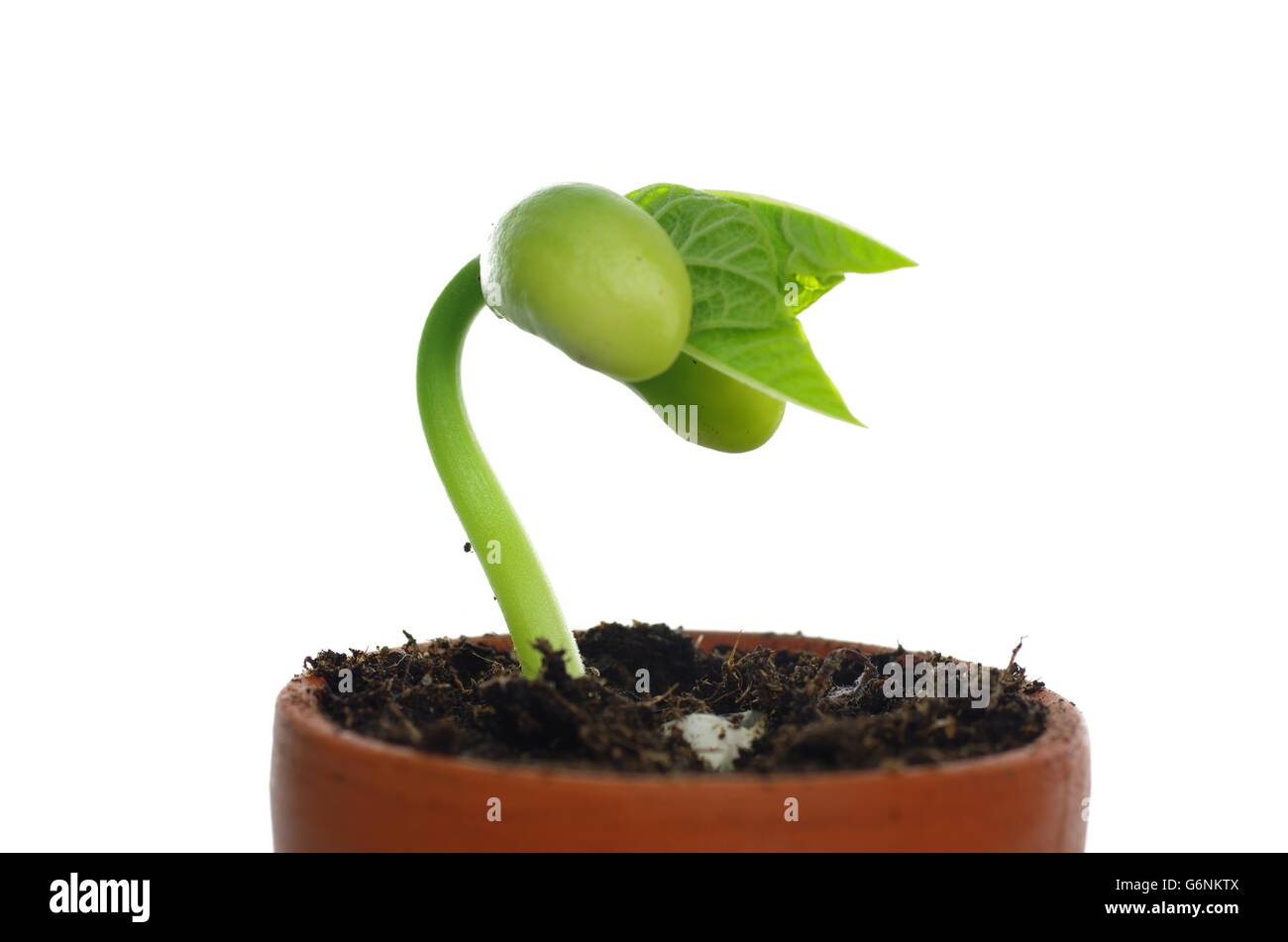 Germinating bean seed hires stock photography and images Alamy