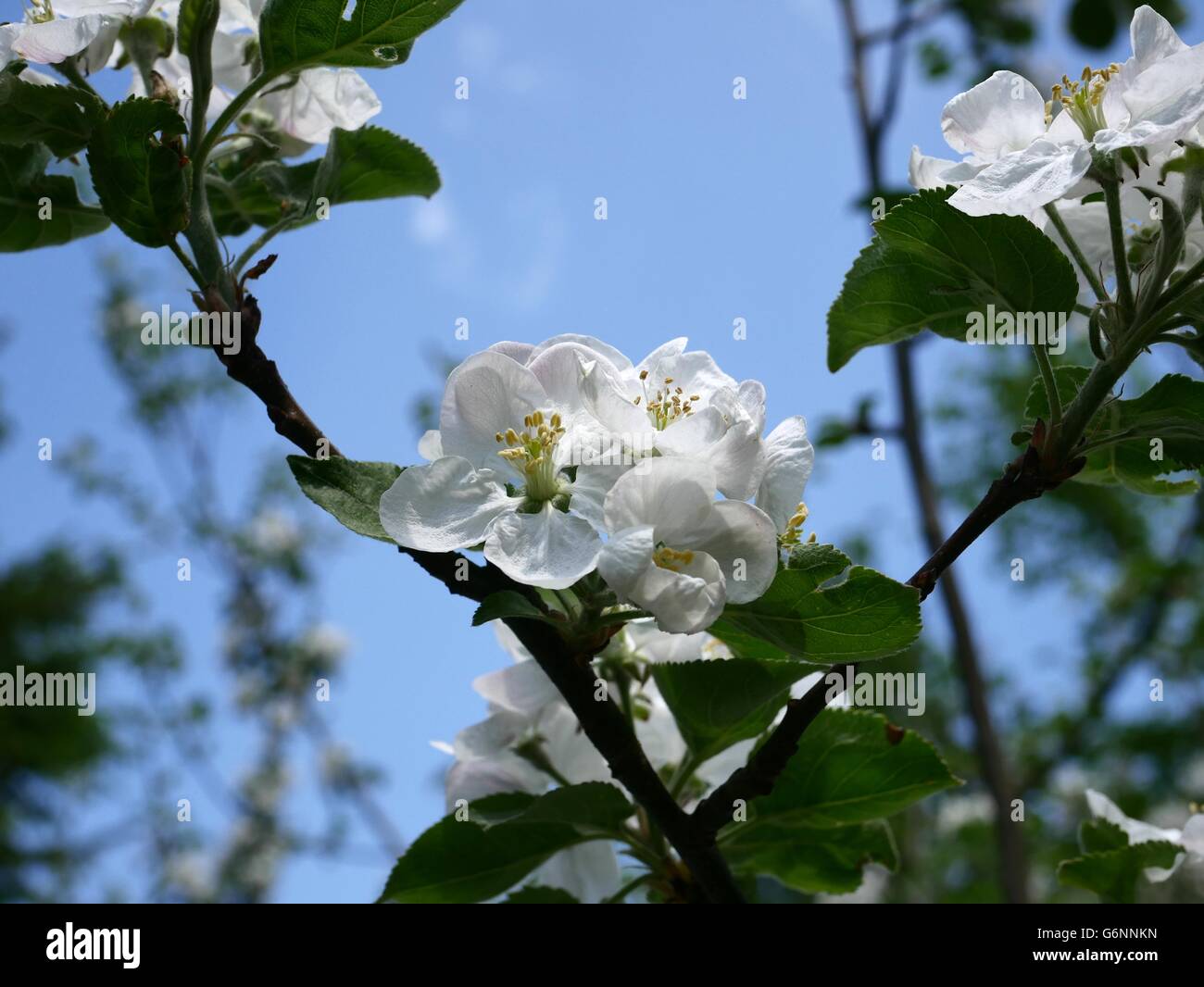 blooming apple-tree with green leaf Stock Photo