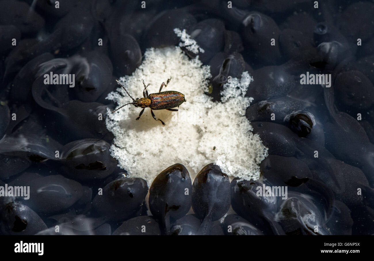 Frog Tadpoles eating a small island of bread with insect Stock Photo