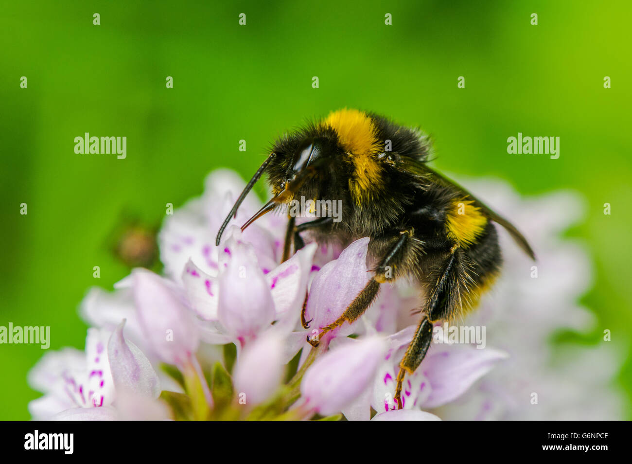 Bumble bee collecting pollen and nectar from a Common Spotted Orchid. Stock Photo
