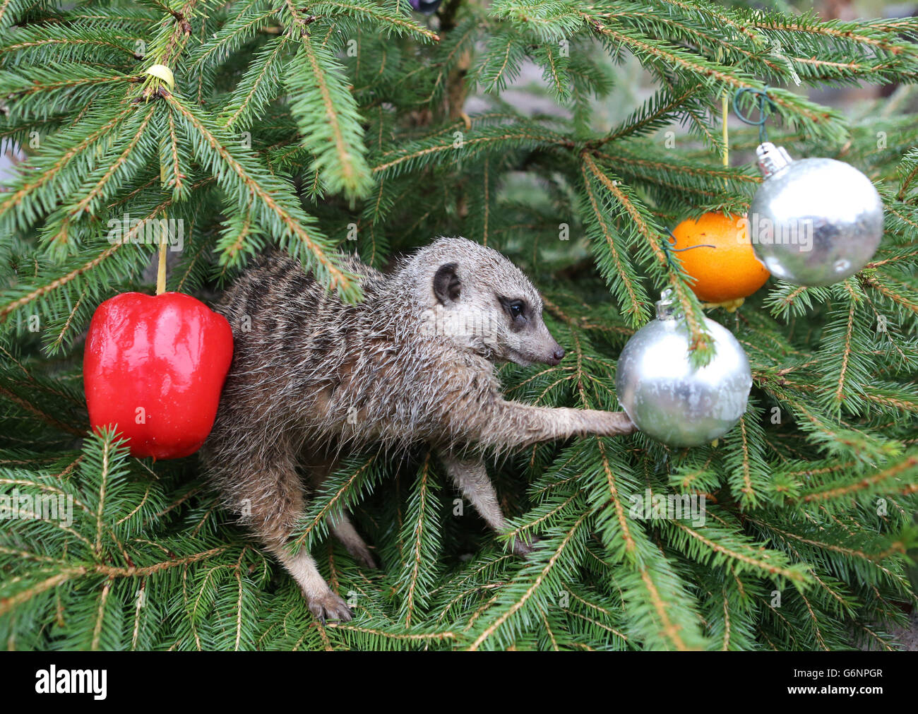 mongoose christmas ornament