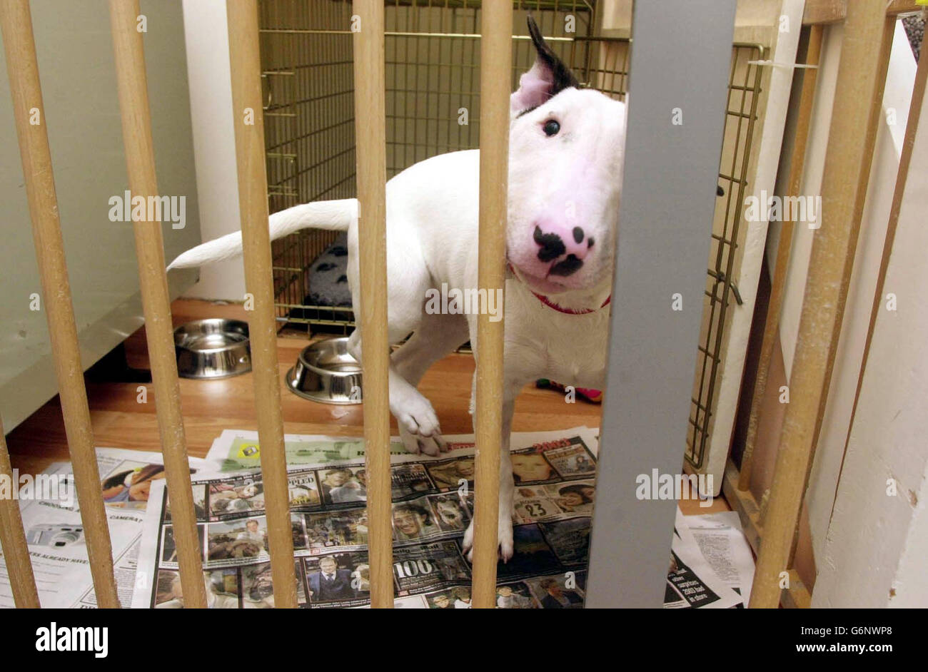 What Size Crate For Bull Terrier