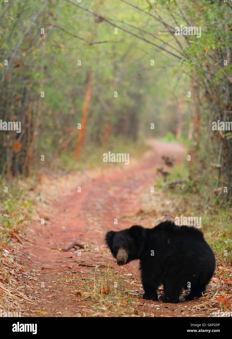 a sloth bear in a bamboo forest Stock Photo