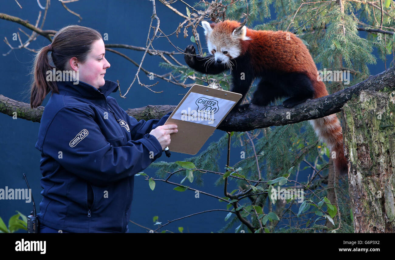 Lucy Edwards Lead Keeper Of Chester Zoo Staff Counts The Red Pandas During An Annual Stocktake At Chester Zoo Chester Stock Photo Alamy