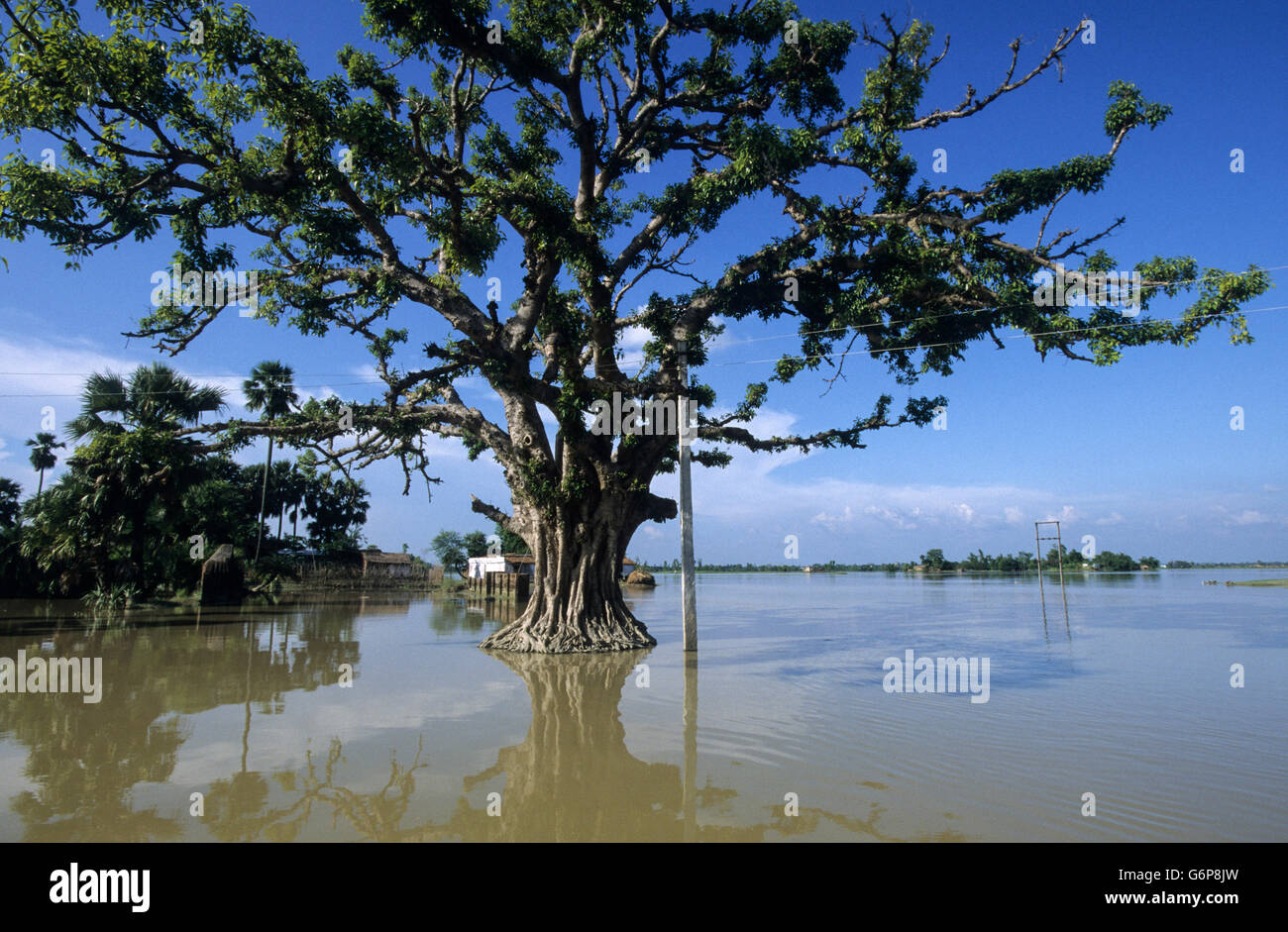 India Bihar , submergence at Bagmati river a branch of ganges due to heavy monsoon rains and melting Himalaya glaciers, big tree in water Stock Photo