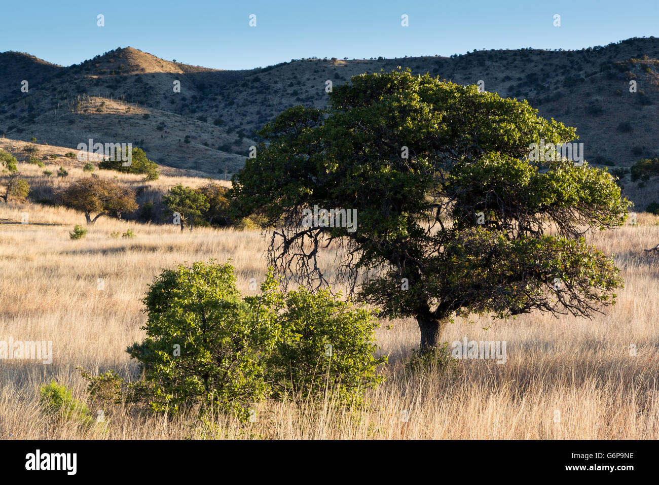 Oak trees growing in the high desert grasslands of the Canelo Hills
