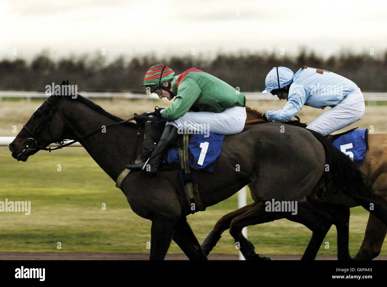 Winner of the Lothian Handycap Steeple chase no5 Silent Snipe comes in to win, as no1 Business Class tries to hold him off at Musselburgh races near Edinburgh. Stock Photo