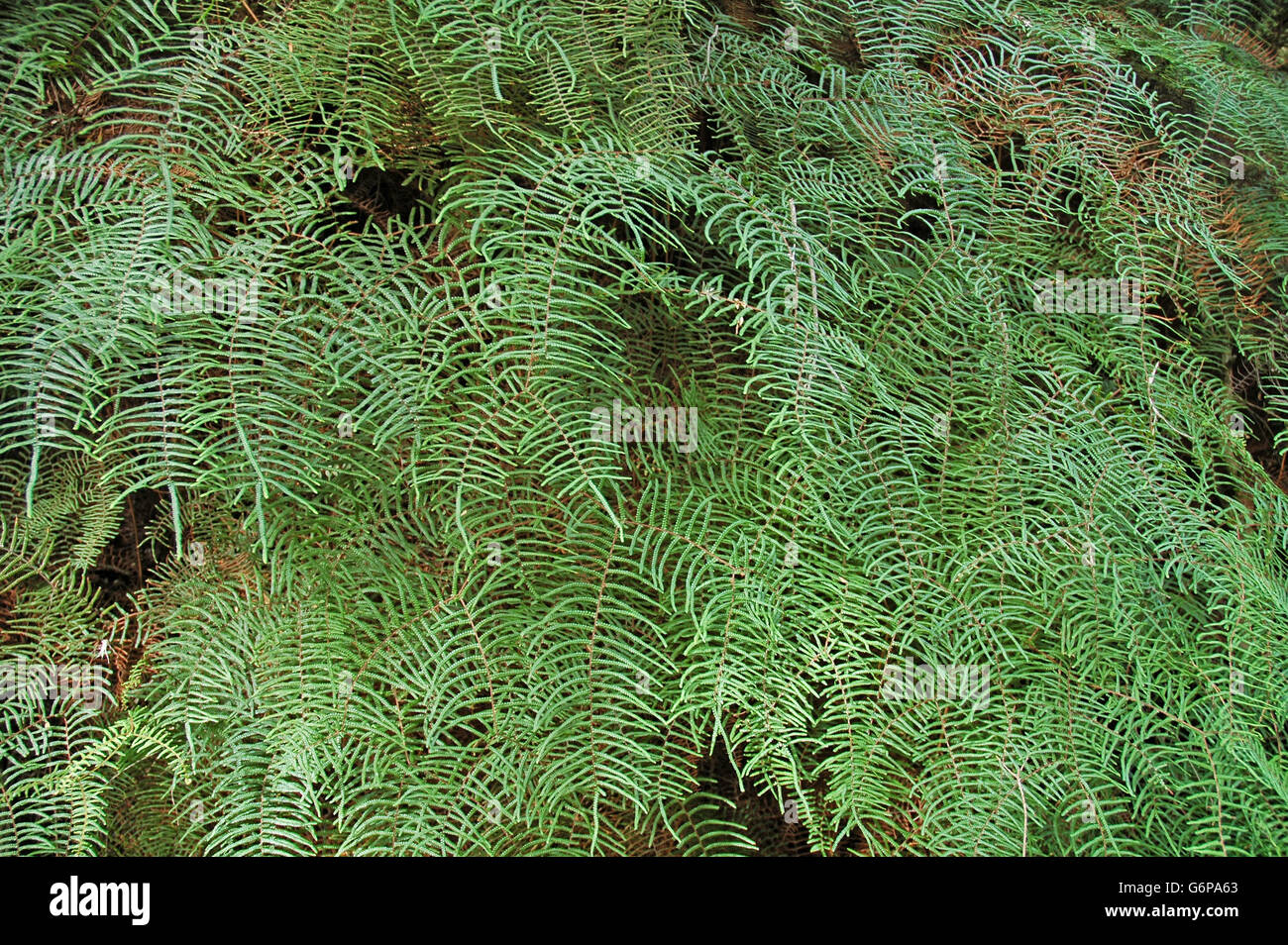Coral fern. Stock Photo
