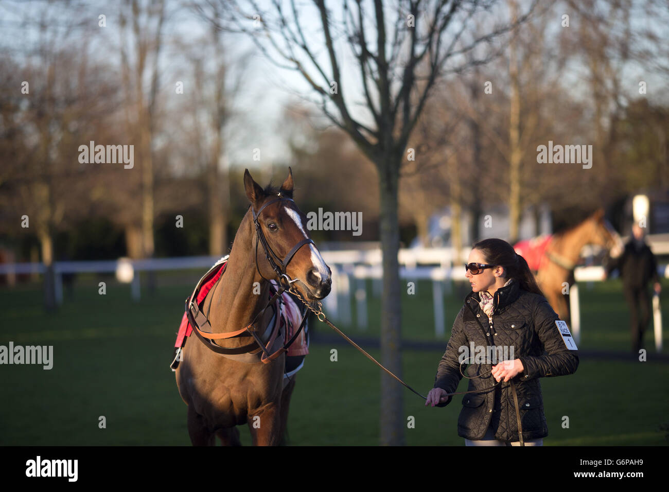 Horse Racing - Kempton Racecourse. First Avenue is led to the parade ring prior to the William Hill - Download The App Handicap Hurdle Stock Photo