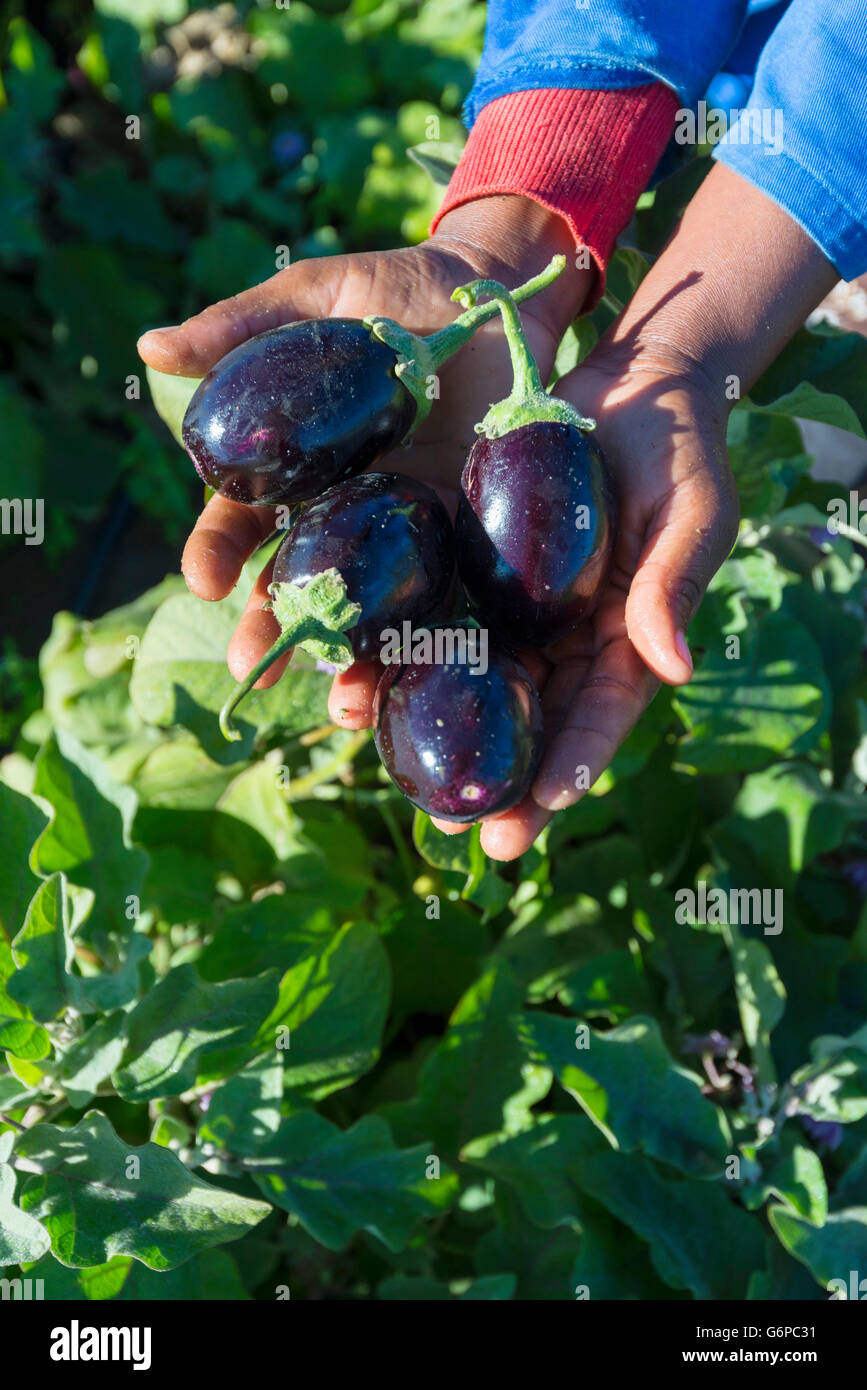 A commercial vegetable farm in Harare, Zimbabwe Stock Photo Alamy