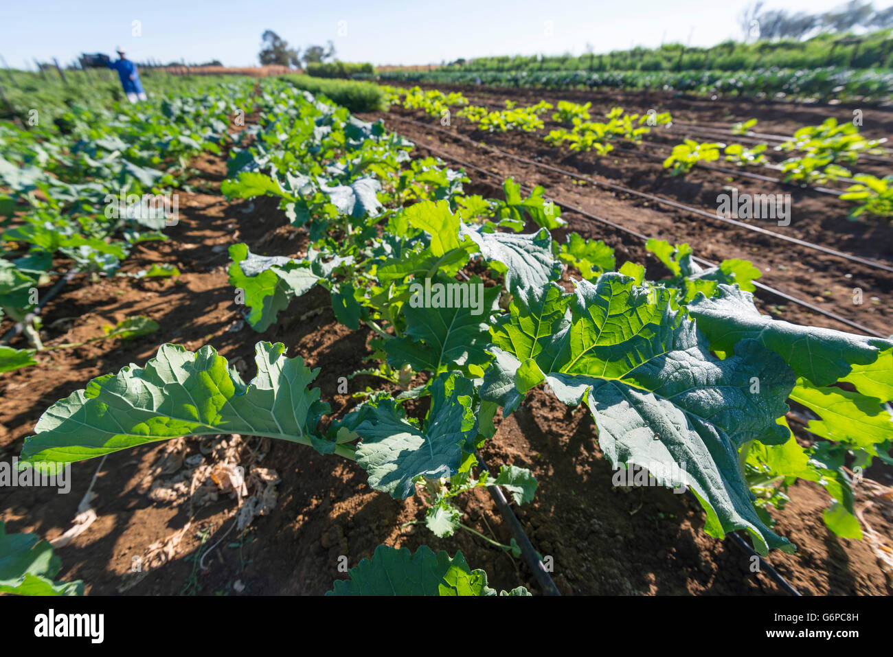 A commercial vegetable farm in Harare, Zimbabwe Stock Photo Alamy