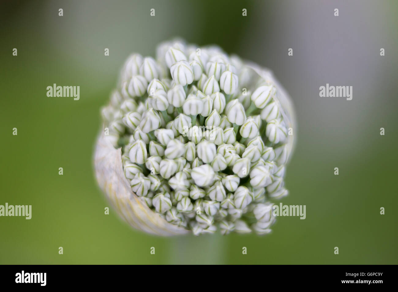 Organic white onion flower Stock Photo Alamy