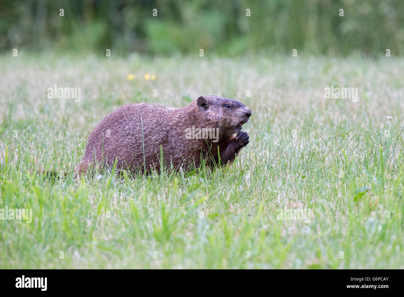 Groundhog (Marmota monax) also known as a woodchuck or whistlepig
