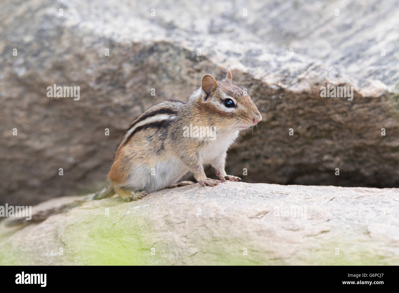 Tamias Spring Eastern Chipmunk (Tamias striatus) in spring Stock Photo - Alamy