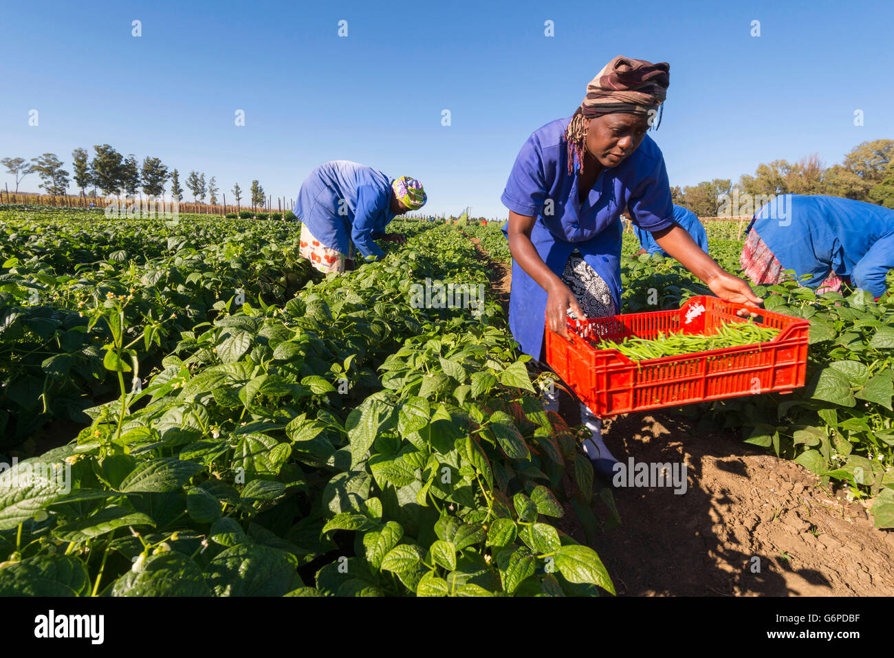 A commercial vegetable farm in Harare, Zimbabwe Stock Photo Alamy