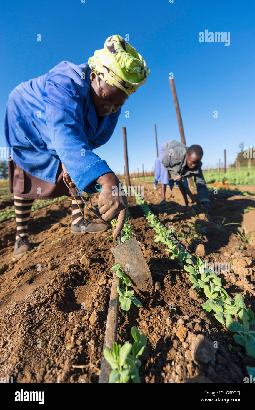 A commercial vegetable farm in Harare, Zimbabwe Stock Photo Alamy