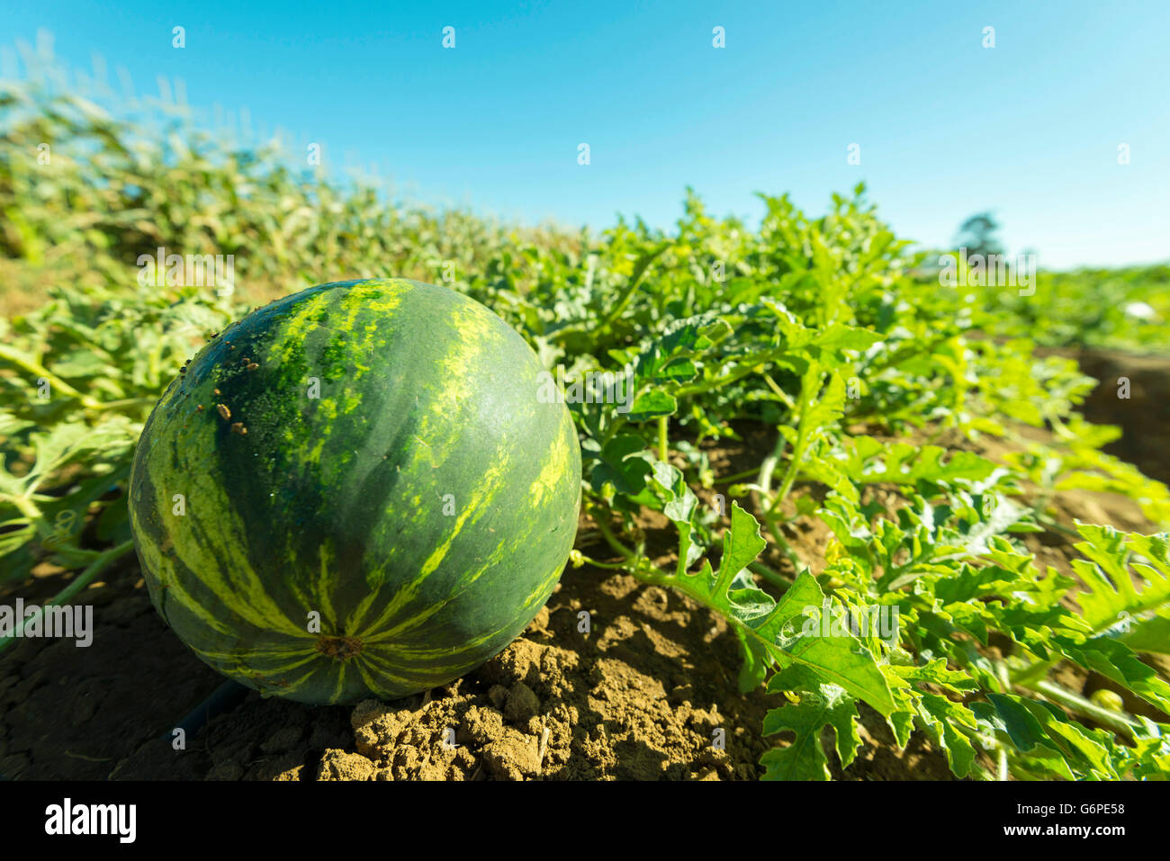 A commercial vegetable farm in Harare, Zimbabwe Stock Photo Alamy