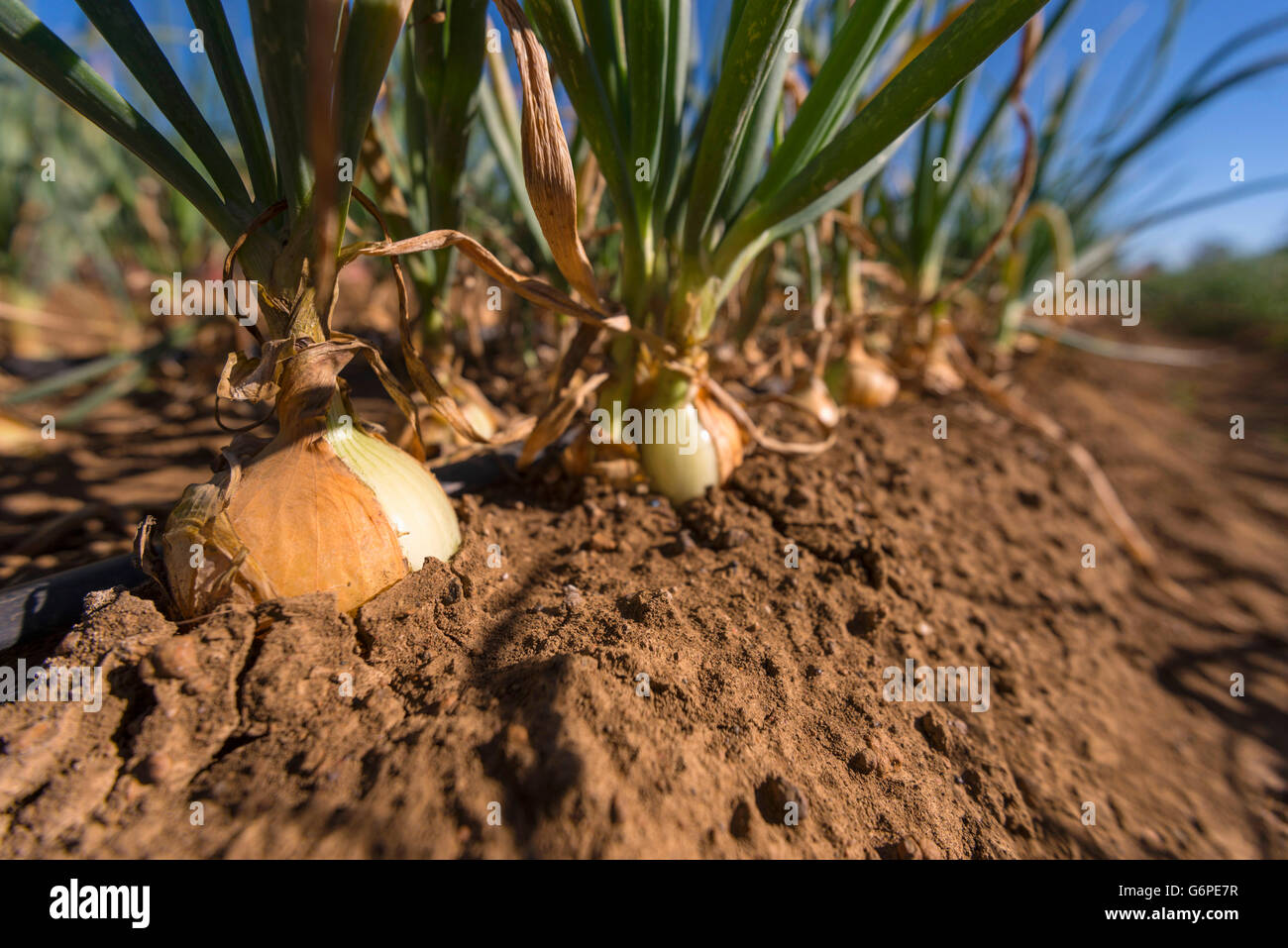 A commercial vegetable farm in Harare, Zimbabwe Stock Photo - Alamy