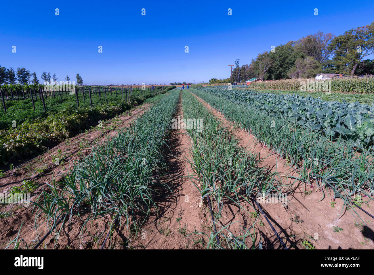 A commercial vegetable farm in Harare, Zimbabwe Stock Photo Alamy