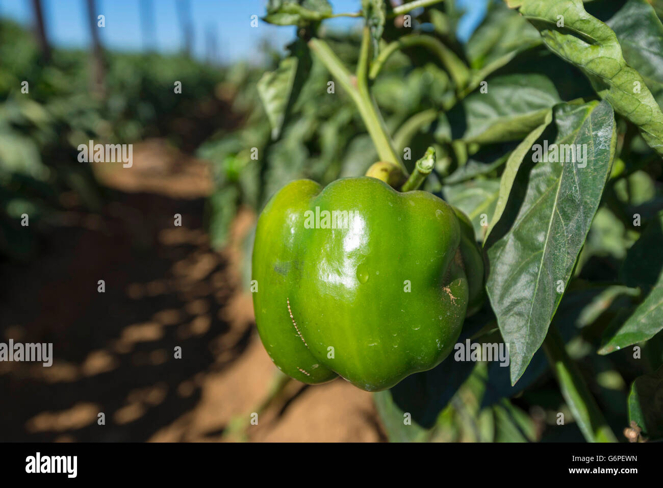 A commercial vegetable farm in Harare, Zimbabwe Stock Photo Alamy