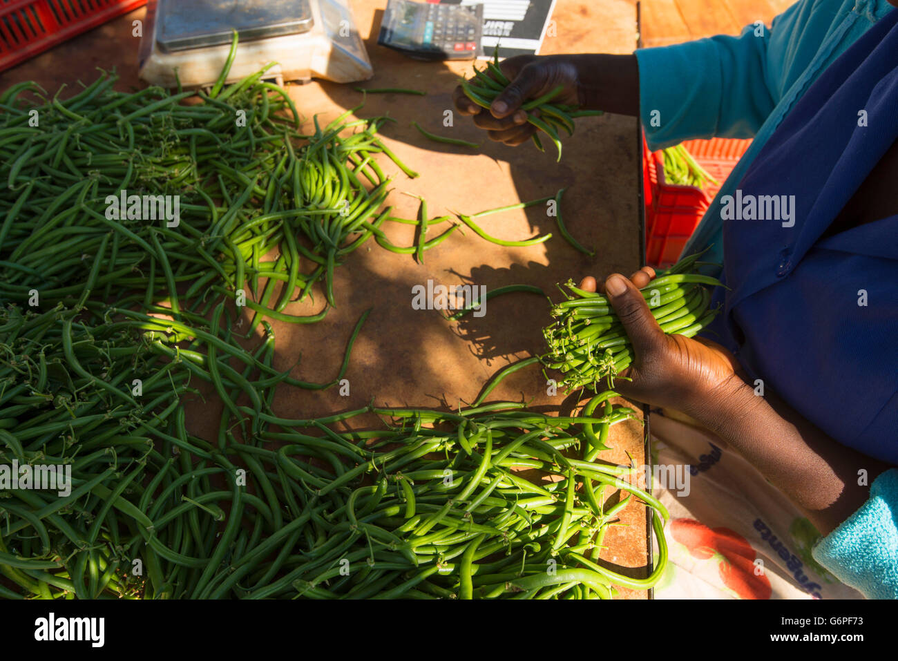 A commercial vegetable farm in Harare, Zimbabwe Stock Photo Alamy